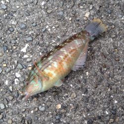 初フカセ＝ダメダメ