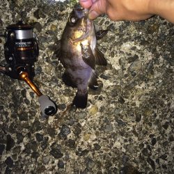 梅雨メバリング