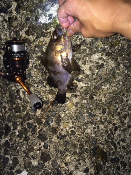 梅雨メバリング