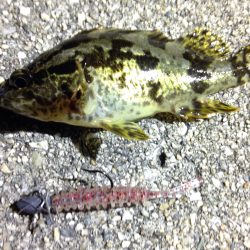 お久しぶりのメバリング