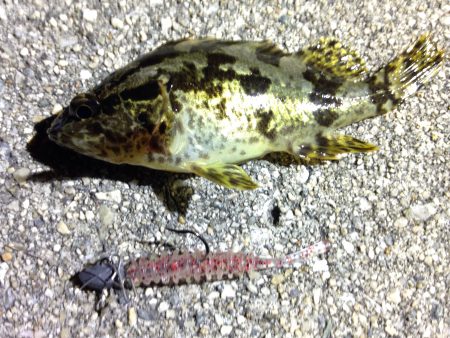 お久しぶりのメバリング