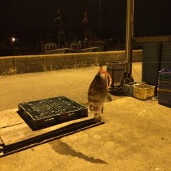 アジングナイト！