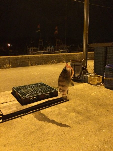 アジングナイト！