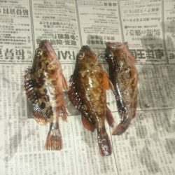 舞子で大サバ狙い