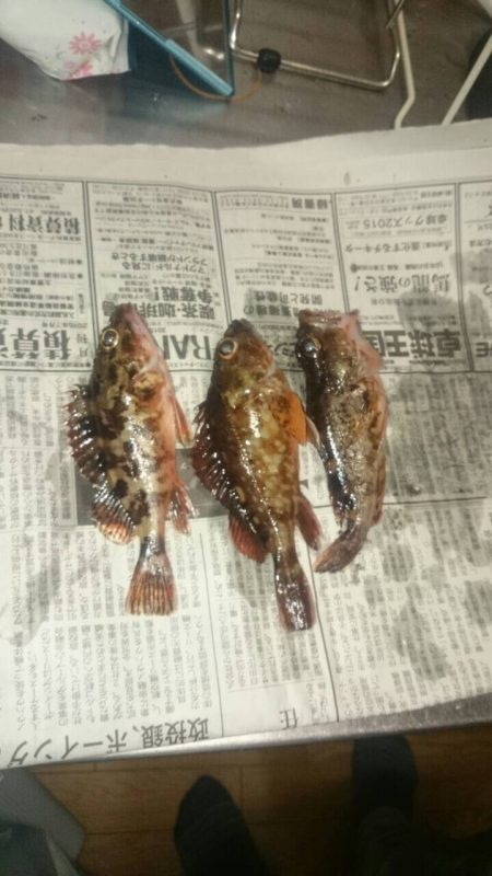 舞子で大サバ狙い