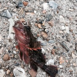 高打率なガッシー