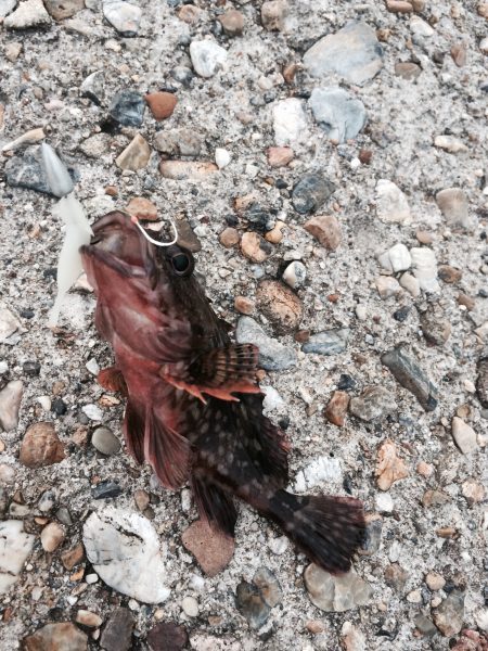 高打率なガッシー