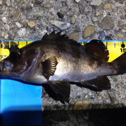 梅雨メバル探索。梅雨メバルって？