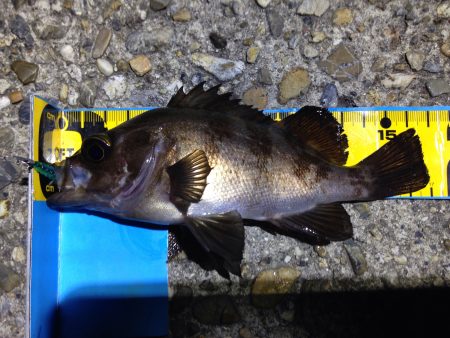 梅雨メバル探索。梅雨メバルって？