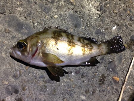雨の中、恐る恐る…