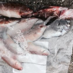 青物ではなく赤者