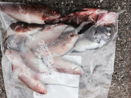 青物ではなく赤者