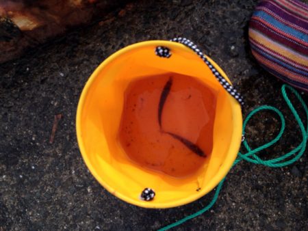 5時からサビキ釣り！