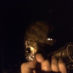 悪天候のアジング&メバリング