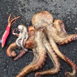 タコ 1キロオーバー