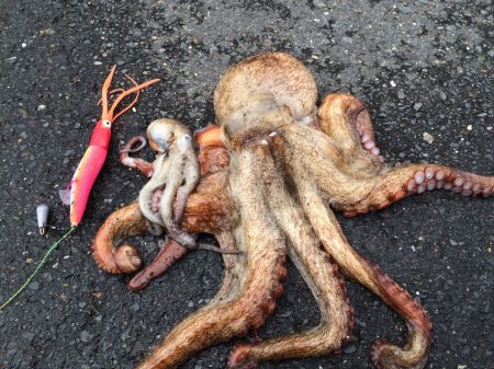 タコ 1キロオーバー