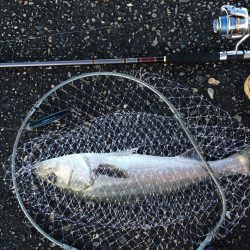 トップでシーバス！