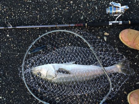 トップでシーバス！