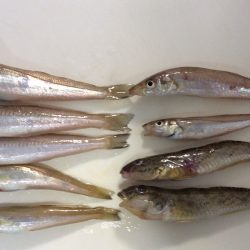 朝からキス釣り