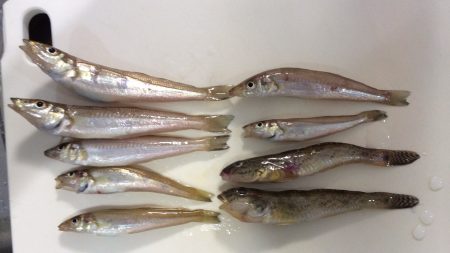 朝からキス釣り