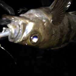 大潮プラッキング