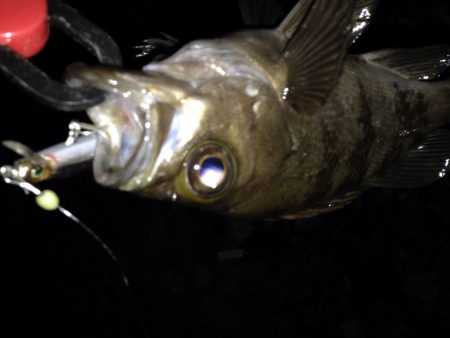 大潮プラッキング