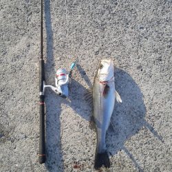 ジグでシーバス