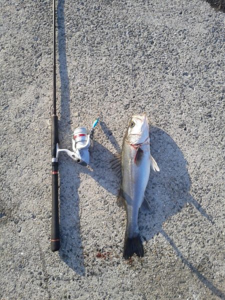 ジグでシーバス