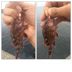 出勤前のアジングは不発