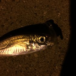 寒気フィッシング