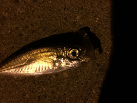 寒気フィッシング