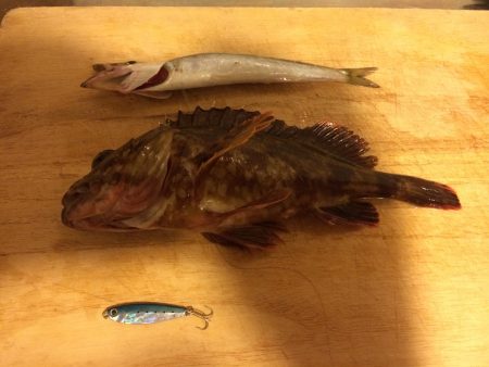 ロックフィッシュが面白い！