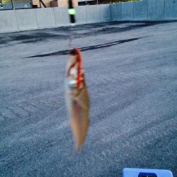 チョイ投げ三昧