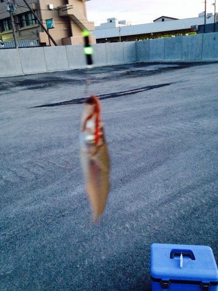 チョイ投げ三昧