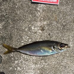 デカアジ釣れまして