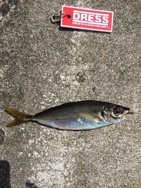 デカアジ釣れまして