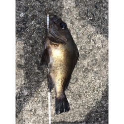 泉南サーフで尺メバルでちゃいました^_^‼️