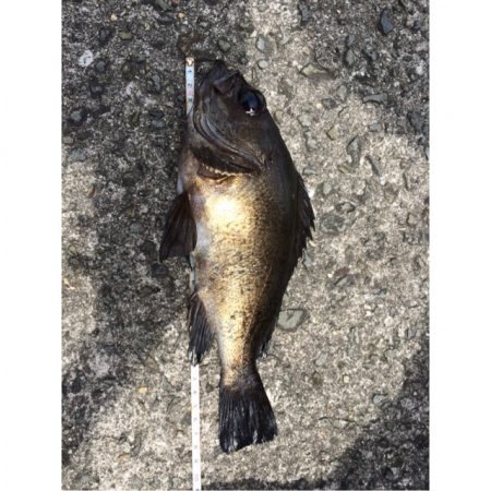 泉南サーフで尺メバルでちゃいました^_^‼…