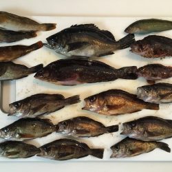 穴釣りでメバル