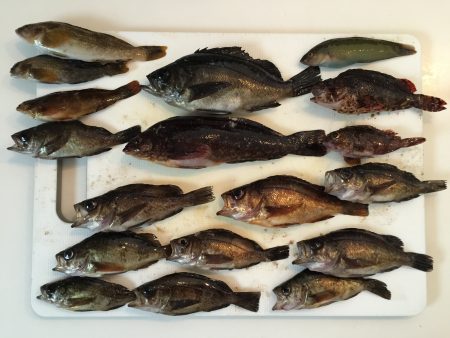 穴釣りでメバル