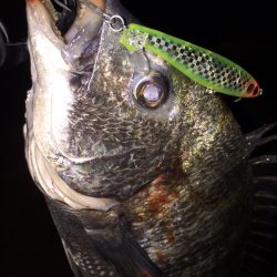 フラペンでクロダイ♪