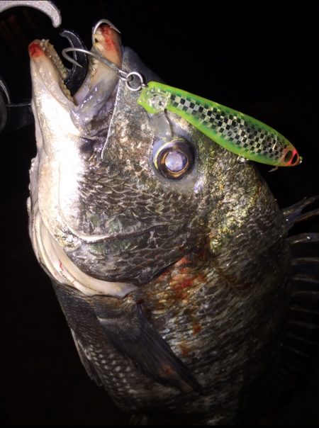 フラペンでクロダイ♪