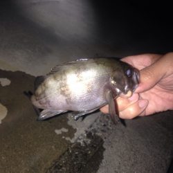 アジ調査のはずがメバル