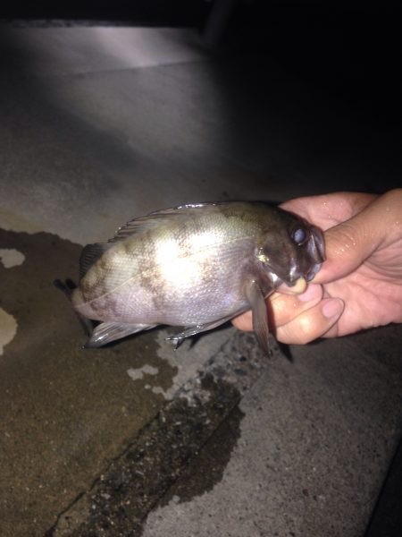 アジ調査のはずがメバル