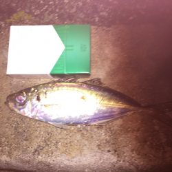 アジ調査！開始からバイト有り‼︎