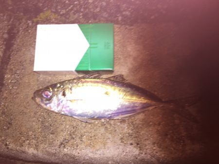 アジ調査！開始からバイト有り‼︎