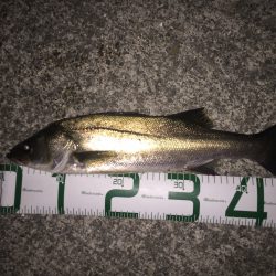 シーバスは上がりましたが……。