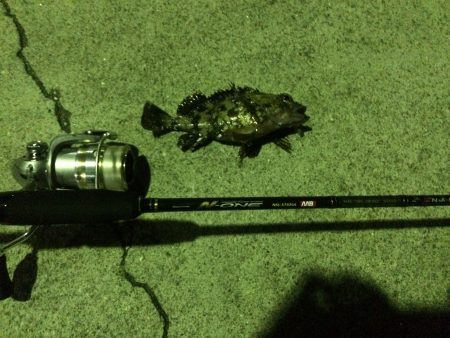 メバリングに行ってきました