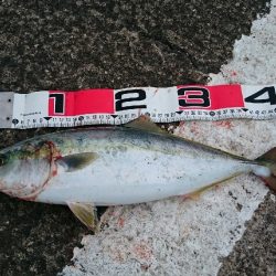 ナブラ大発生！トップゲーム