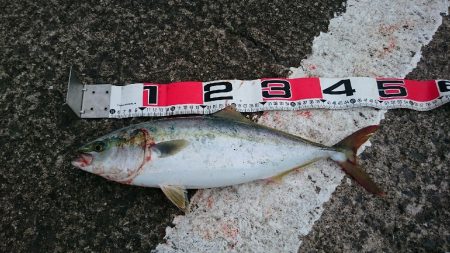 ナブラ大発生！トップゲーム